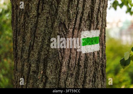 Un tronc d'arbre mature présente une marque peinte en vert et blanc sur un feuillage doucement flou. Banque D'Images