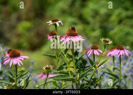 Echinacea purpurea, fleur cone violette avec des pétales rayonnants tombants rose-violets et des cônes centraux orange-bruns distinctifs surélevés. Banque D'Images