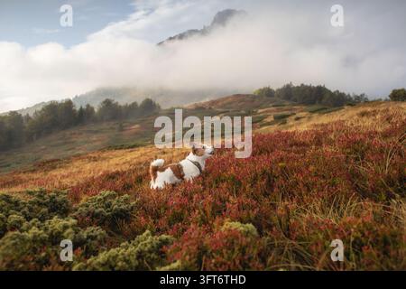 Jack Russell Terrier courant sur une colline couverte d'une flore automnale rouge sous des nuages bas. Photo de haute qualité Banque D'Images
