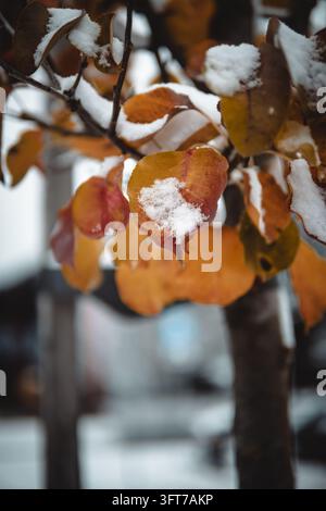 Présentoir rapproché de feuilles d'automne orange vif et jaune saupoudrées d'une couche de neige blanche fraîche sur une branche d'arbre. Banque D'Images