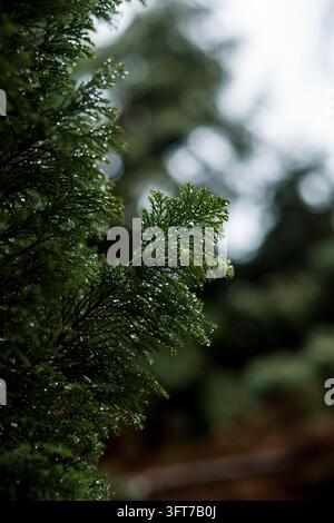 Photographie macro verticale détaillée de branches de cyprès thuya vertes luxuriantes scintillant de gouttes d'eau après la pluie. Le flou artistique sombre et doux d'ambiance Banque D'Images