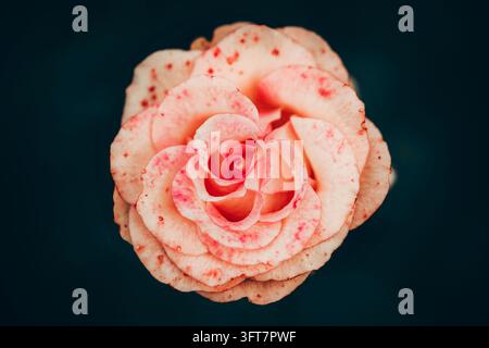 Photo macro vue de dessus d'une rose de jardin pêche pâle avec des éclaboussures rouge vif sur un fond sombre et atmosphérique. Banque D'Images