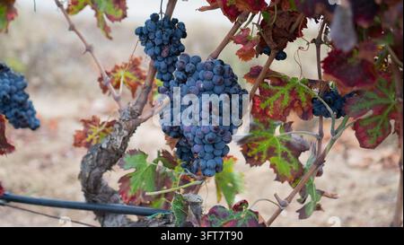 Raisins mûrs dans un vignoble méditerranéen pendant la saison des vendanges Banque D'Images