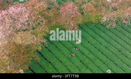 Vue aérienne de la récolte du thé au milieu des fleurs de cerisier à Sapa, Vietnam Banque D'Images