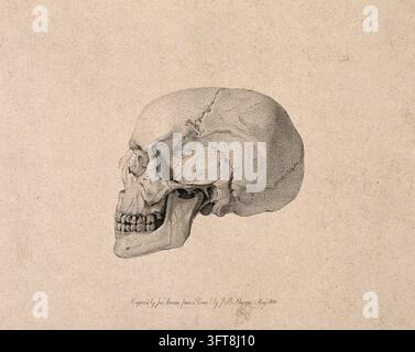 Crâne humain : vue latérale. Gravure au pointillisme par J. Severn, d'après J.B. Sharpe, 1818 Banque D'Images