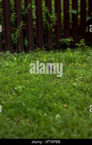 Petit oiseau au plumage sombre marchant sur une herbe verte dense et du trèfle près de poteaux en bois sombre. Banque D'Images
