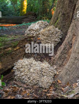 Grifola Frondosa ou champignon Poule-des-bois à la base d’un tronc de chêne dans le sud de l’Angleterre. Banque D'Images