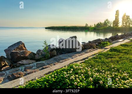 Eau calme le long de la rive rocheuse du lac Balaton en Hongrie, avec des roseaux verts, du trèfle blanc en fleurs et des arbres illuminés par le soleil chaud du soir Banque D'Images
