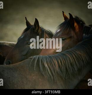 Un troupeau de chevaux semi-sauvages courant à travers les paysages de la Cappadoce, en Turquie V Banque D'Images