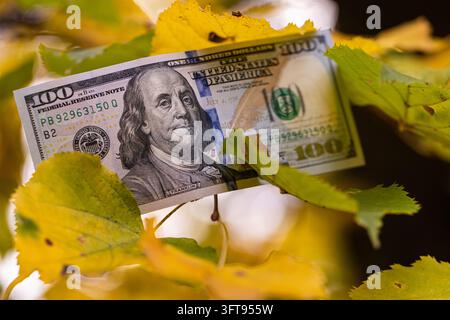 Billet de cent dollars américains parmi des feuilles d'automne vertes et jaunes sur une branche d'arbre Banque D'Images