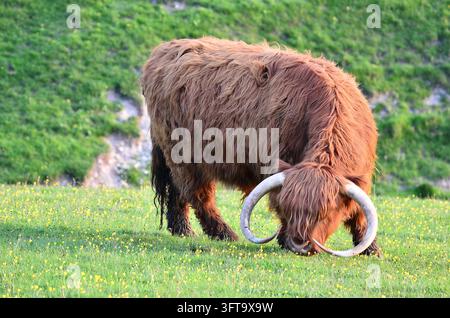 Bovins des Highlands sur Eggardeon Hill, Dorset UK Banque D'Images