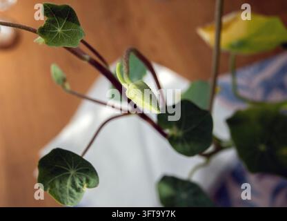 un seul bouton vert sur une plante de capucine Banque D'Images