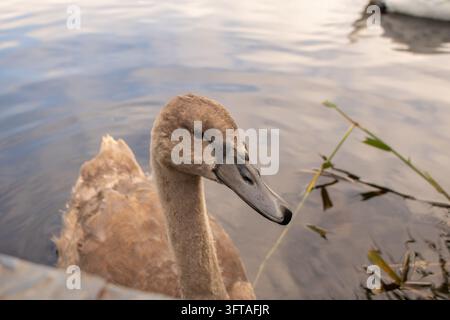 Portrait rapproché d'un cygnon curieux de cygne muet sur un lac baigné de soleil Banque D'Images