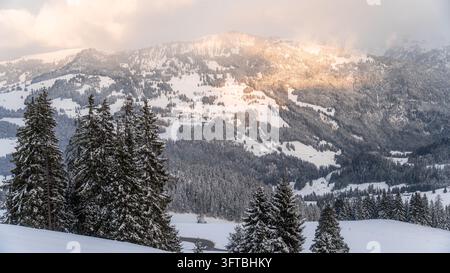Vue du col de Jaun avec des pins enneigés et des pentes montagneuses illuminées par la lumière de l'heure dorée à Boltigen, canton de Berne, Suisse. Banque D'Images
