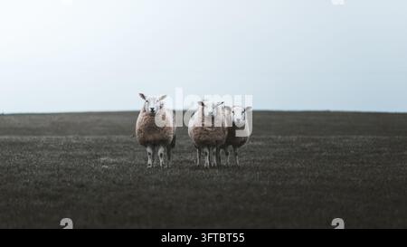 Vue de trois moutons debout dans un champ herbeux sous un ciel nuageux à Wick, Écosse, Royaume-Uni. Banque D'Images
