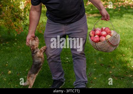 Homme tenant un panier en osier avec des pommes rouges et caressant un petit chien sur l'herbe dans le jardin Banque D'Images