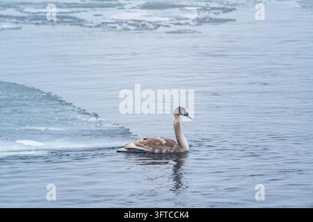 JEUNE CYGNE DANS LES EAUX GLACEES D'HIVER, ILE FINLANDAISE ISOLÉE EN PLEIN HIVER, UTÖ, FINLANDE : Un jeune cygne aux plumes brunes, ou cygnon, nage gracieusement dans un chenal d'eau libre entouré de plaques de glace en fusion par une journée d'hiver froide et sombre. INFO : Utö est une île finlandaise isolée dans la mer archipélagique, au sud de Turku. Connue pour son phare historique, son paysage côtier accidenté et son héritage maritime, c'est l'île habitée la plus méridionale de Finlande, attirant les visiteurs en quête de tranquillité, d'observation des oiseaux et de paysages spectaculaires de la mer Baltique. Banque D'Images