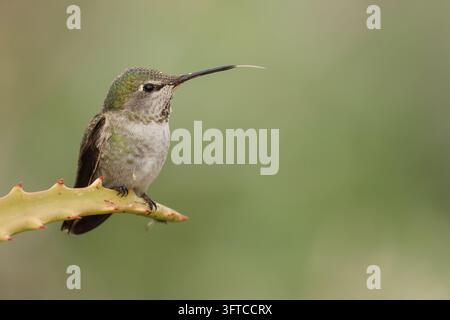 Un magnifique Colibri d'Anna, Calypte anna, perché sur une plante. étendant sa langue Banque D'Images
