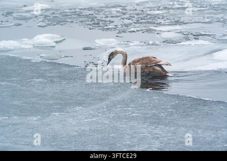 JEUNE CYGNE AU BORD DE LA GLACE, ÎLE FINNOISE ÉLOIGNÉE EN PLEIN HIVER, UTÖ, FINLANDE : Un jeune cygne à plumes brunes, ou cygnon, nage dans l'eau glaciale, s'approchant du bord solide de la banquise par une froide journée d'hiver nuageuse. INFO : Utö est une île finlandaise éloignée dans la mer des archipels, au sud de Turku. Connue pour son phare historique, son paysage côtier accidenté et son héritage maritime, c'est l'île habitée la plus méridionale de Finlande, attirant les visiteurs en quête de tranquillité, d'observation des oiseaux et de paysages spectaculaires de la mer Baltique. Banque D'Images