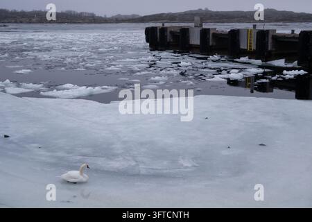 CYGNE SOLITAIRE DANS UN PORT GLACÉ, ÎLE FINLANDAISE ÉLOIGNÉE EN HIVER PROFOND, UTÖ, FINLANDE : Un cygne blanc unique nage gracieusement dans l'eau calme et glacée d'un port, naviguant entre des plaques de glace brisées près d'un quai en bois sombre. INFO : Utö est une île finlandaise éloignée dans la mer archipélagique, au sud de Turku. Connue pour son phare historique, ses paysages côtiers accidentés et son héritage maritime, elle est la plus méridionale des îles habitées de Finlande, attirant les visiteurs en quête de tranquillité, d'observation des oiseaux et de paysages spectaculaires de la mer Baltique. Banque D'Images
