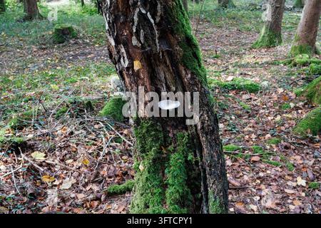 Un seul champignon blanc pousse sur le tronc d'un bouleau vivant dans une forêt près de Salzbourg, en Autriche. Banque D'Images