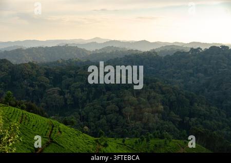 Vue d'une forêt tropicale luxuriante et de champs de thé au Rwanda Banque D'Images