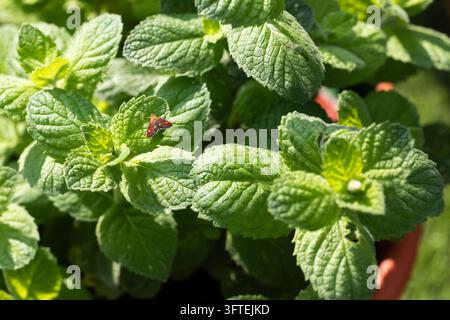 Motte à la menthe, Pyrausta aurata sur des feuilles de menthe des pommes Banque D'Images
