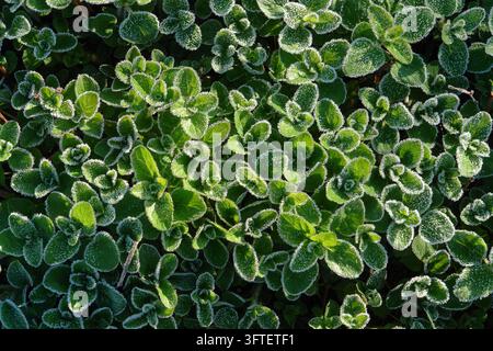 Feuilles d'origan vert (Origanum vulgare) recouvertes de givre blanc Banque D'Images