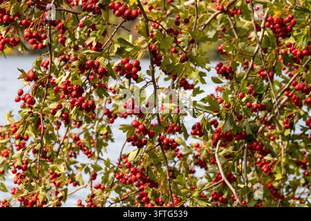 Grand buisson d'aubépine rempli de baies rouges mûres. Gros plan des feuilles et des baies rouges vibrantes avec un fond flou doux. Banque D'Images