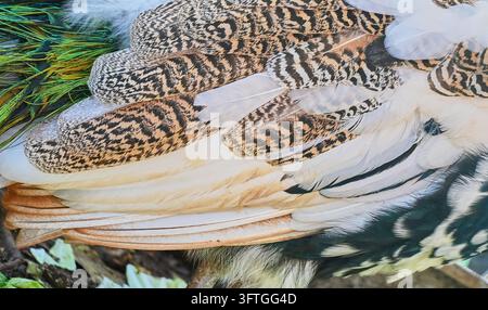 Photographie présentant un gros plan extrême de plumes de paon vibrantes avec des motifs complexes et des textures iridescentes Banque D'Images
