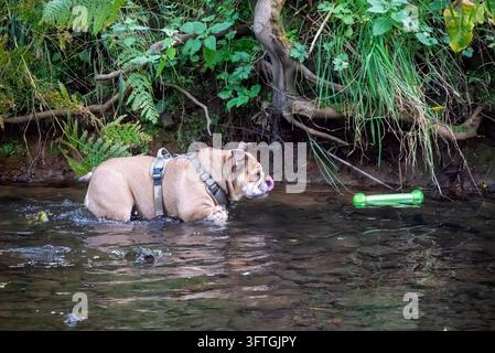Bouledogue patauge dans un ruisseau peu profond en portant un jouet vert. Des feuilles flottent autour alors que le chien éclabousse l'eau. Une verdure naturelle encadre le scénaire ludique et boueux Banque D'Images