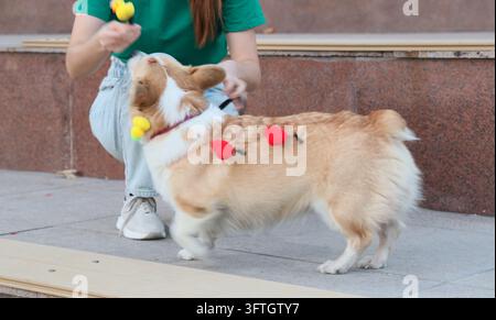 Jeune femme jouant avec un chien Corgi portant des pompons colorés sur un trottoir urbain, capturant une interaction ludique avec l'animal, loisirs décontractés en plein air, chaud Banque D'Images
