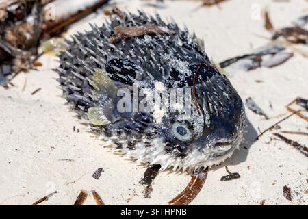 Close-up d'un poisson porc-épic mort à épines avec un corps gonflé et des épines acérées gisant sur un sable blanc éclatant parmi des débris d'algues, Matemwe, Tanzanie Banque D'Images