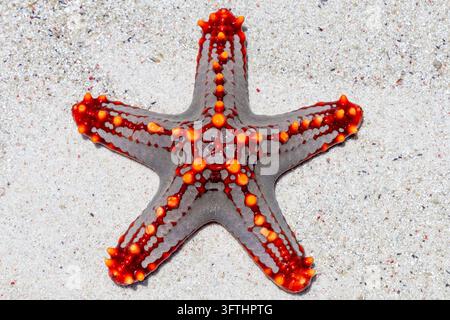 Close-up d'une étoile de mer rouge et grise à cornes posée sur du sable blanc de corail, vu d'en haut avec des grains de sable fins et des coquillages, Matemwe, Tanzanie Banque D'Images