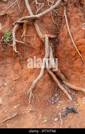 Racines d'arbres emmêlées exposées par l'érosion dans un sol latéritique rouge, Menabe, Miandrivazo, Madagascar Banque D'Images