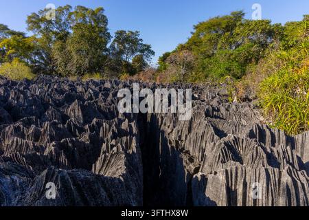 Vue large d'un vaste champ de pics de calcaire gris tranchants traversés par une crevasse profonde sous un ciel bleu clair, Melaky, Petit Tsingy, Madagascar Banque D'Images