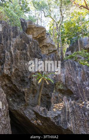 Un succulent pachypodium épineux sort d'une crevasse dans le calcaire du tsingy sous la canopée de la forêt, Melaky, Petit Tsingy, Madagascar Banque D'Images