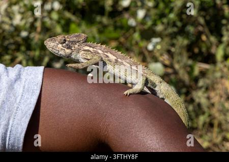 Un caméléon grimpe lentement le long du bras tendu d'un homme debout dans la brousse, Menabe, Morondava, Madagascar Banque D'Images