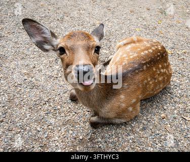 Cerf tacheté se reposant sur du gravier et regardant vers l'appareil photo à Nara, Japon Banque D'Images