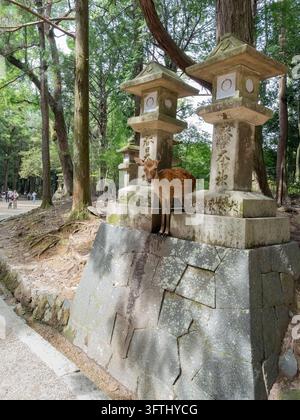Cerf tacheté debout à côté de lanternes en pierre traditionnelles sur une plateforme en pierre surélevée dans une forêt à Nara, Japon Banque D'Images