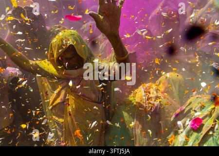 Ancienne femme dans un sari à capuche poussiéreux jaune lève le bras alors que des pétales de fleurs et de la poudre rose remplissent l'air, Uttar Pradesh, Vrindavan, Inde Banque D'Images