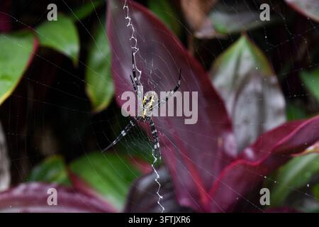 Araignée tisserande dorée sur sa toile parmi des feuilles rouges, Maui Banque D'Images