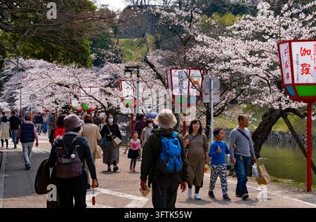 Les Japonais profitant du festival Sakura Matsuri « Hanami » (花見) de contemplation des cerisiers en fleurs pendant la pleine floraison au printemps, Hikone, Shiga, Japon. Banque D'Images