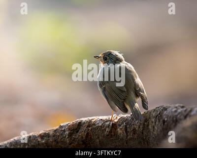 Un rouge-gorge européen (Erithacus rubecula) est perché sur une branche à Mentrux-en-Joux. Banque D'Images