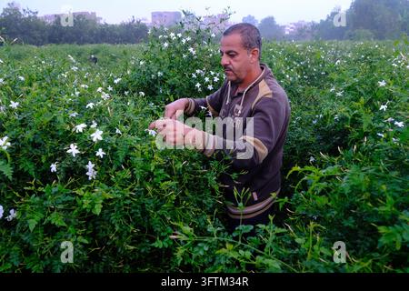 Un homme cueille du jasmin dans un champ de fleurs blanches au petit matin dans le delta du Nil en Égypte. Banque D'Images