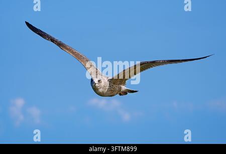 Mouette argentée européenne (Larus argentatus) en plumage juvénile, vue de face en vol Banque D'Images