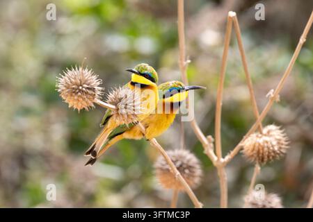 Une paire de guêpiers, Merops pusillus, Parc national de Nairobi, Kenya. La plus petite des espèces de guêpiers et endémique à l'Afrique subsaharienne. Banque D'Images