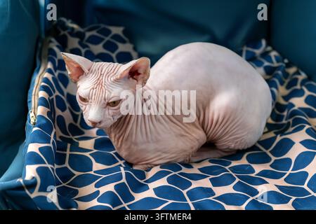 Chat Sphynx sans poils reposant confortablement sur un coussin bleu à motifs pour animaux de compagnie Banque D'Images