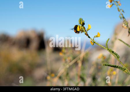 Bourdon ramassant du pollen d'une fleur sauvage jaune Banque D'Images
