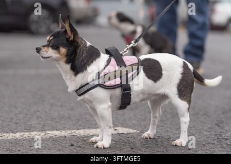 Petit chien tricolore avec harnais en laisse regardant avec alerte Banque D'Images